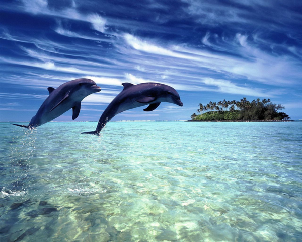 DAUPHINS